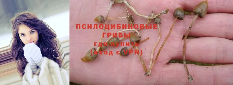 цены наркотик  Владивосток  omg зеркало  Галлюциногенные грибы Psilocybe 